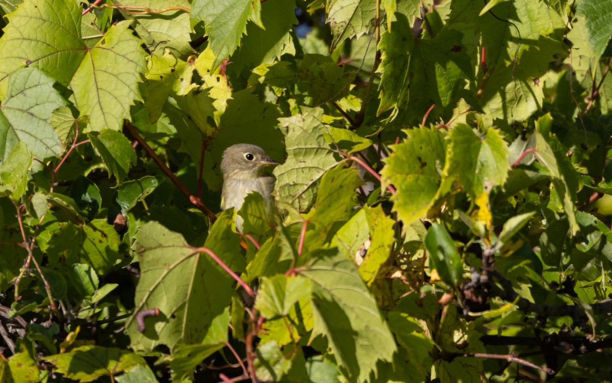 Yellow-bellied Flycatcher - ML609178508