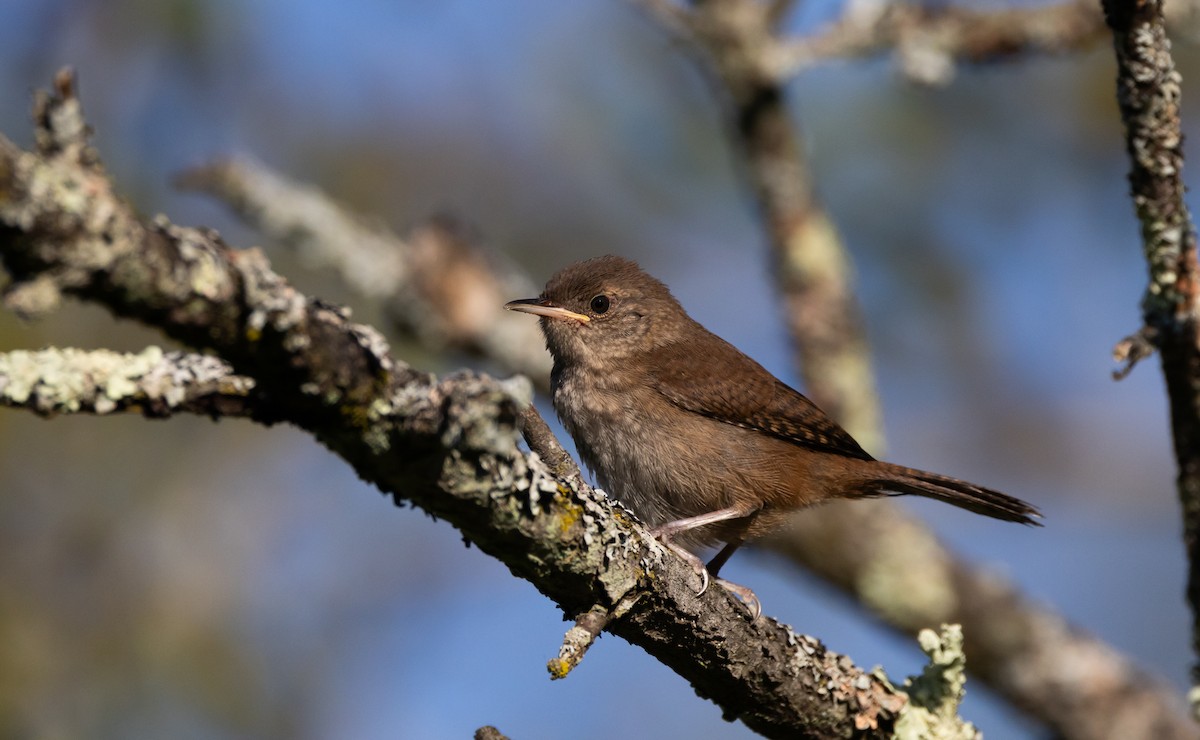 House Wren (Northern) - ML609178536