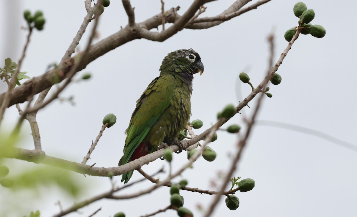 Scaly-headed Parrot - Anne Bielamowicz