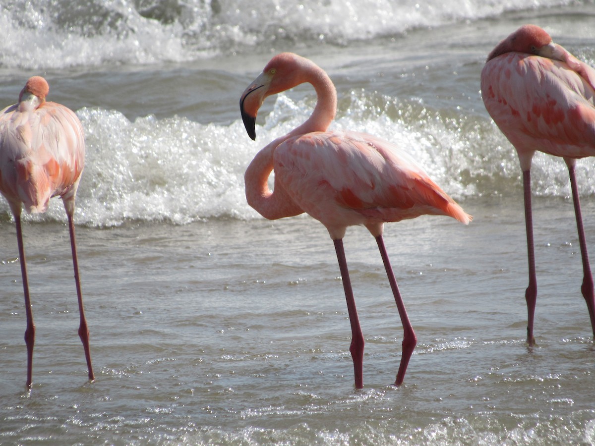 American Flamingo - ML609178617