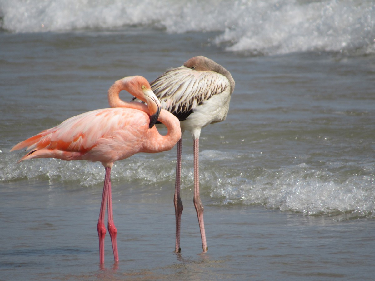 Flamant des Caraïbes - ML609178618