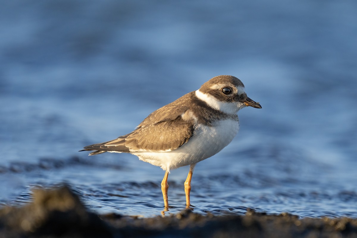 Common Ringed Plover - ML609178842