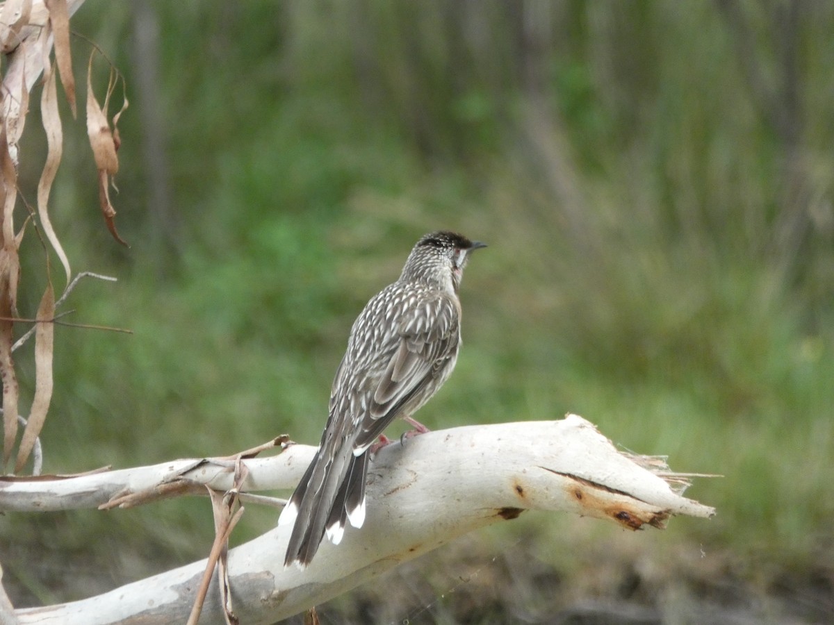 Red Wattlebird - Beth Roddin