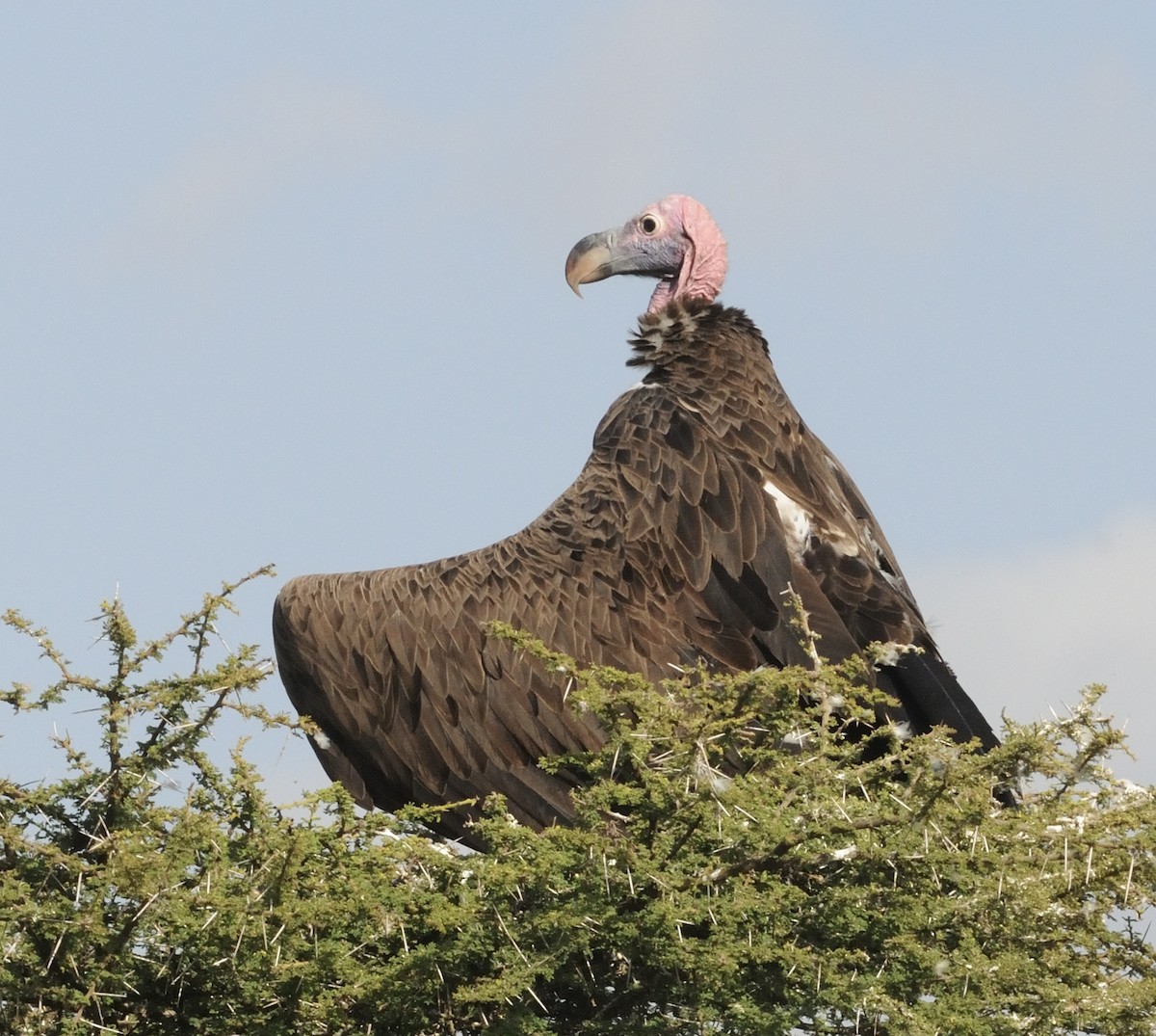 Lappet-faced Vulture - ML609179048