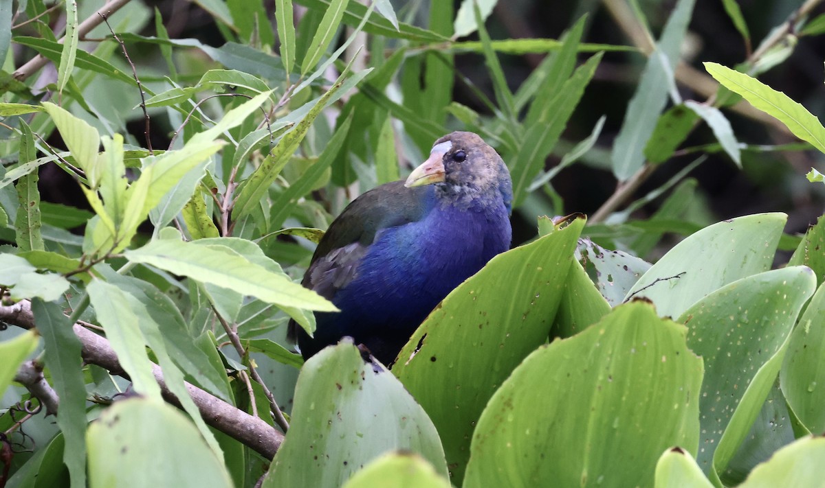 Purple Gallinule - ML609179069