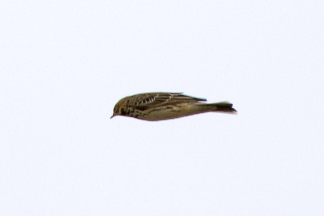 lappiplerke - ML609179112