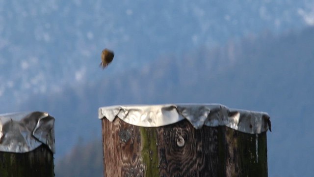 Red Crossbill (Western Hemlock or type 3) - ML609179129