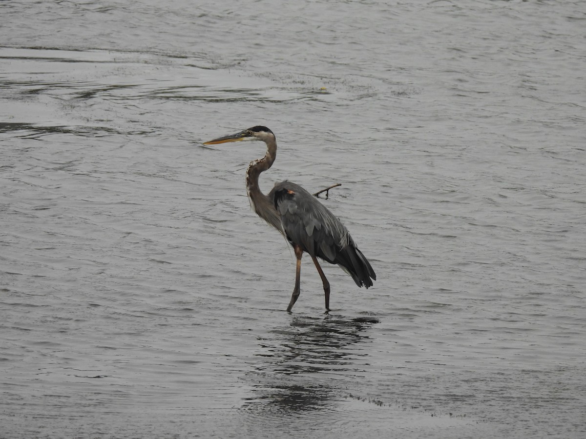 Great Blue Heron - Heidi Adamson