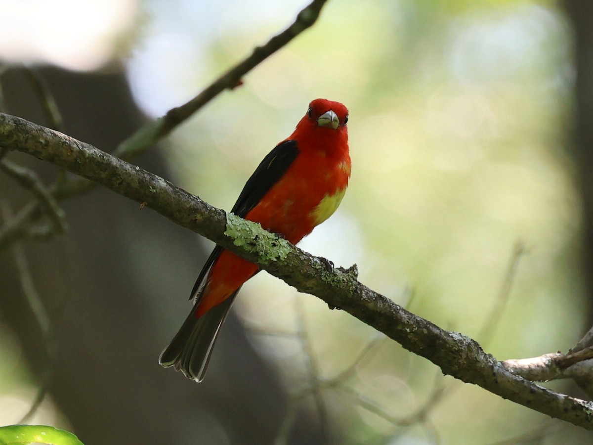 Scarlet Tanager - Suan Yong