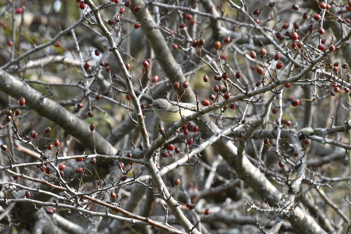 Viréo mélodieux (gilvus) - ML609179306
