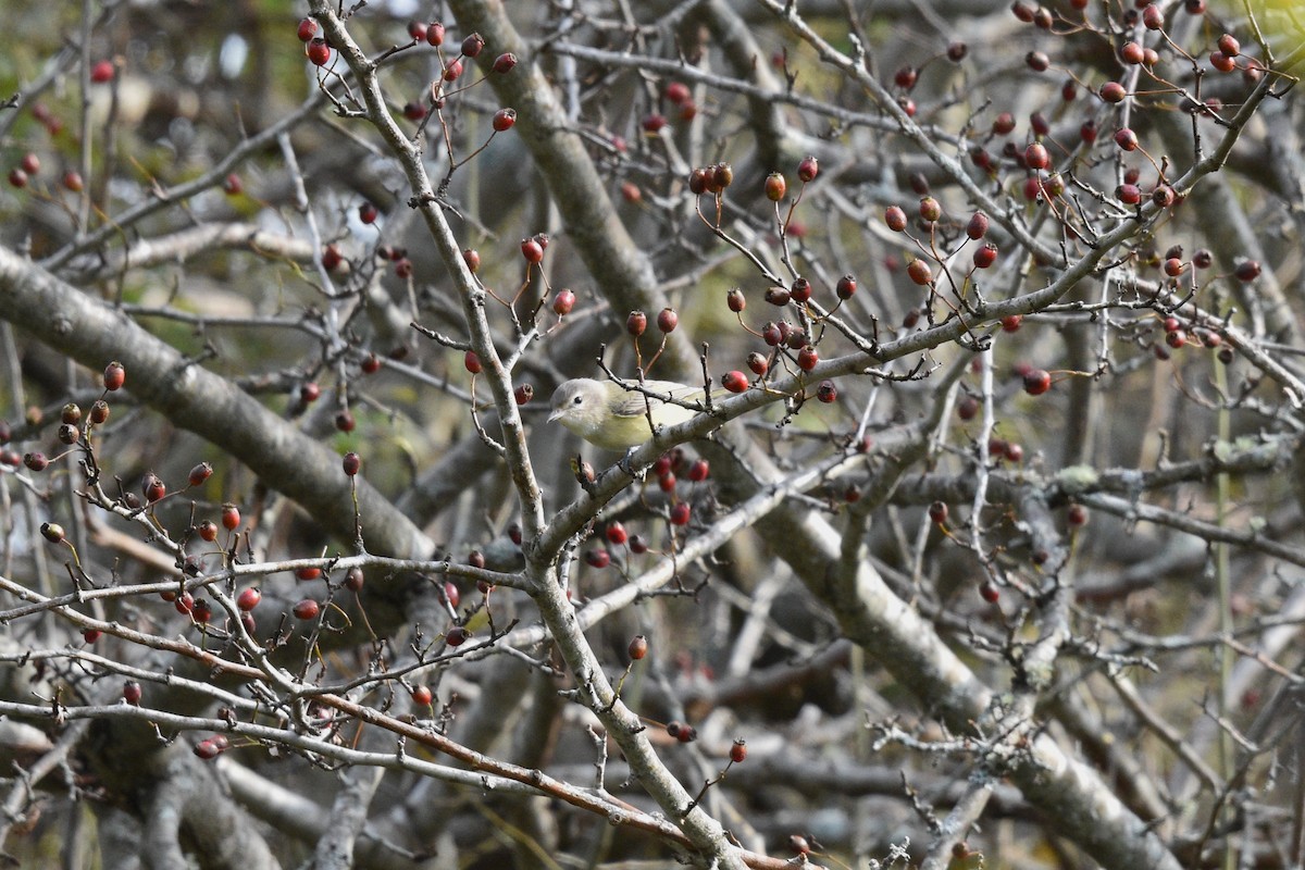 Viréo mélodieux (gilvus) - ML609179310
