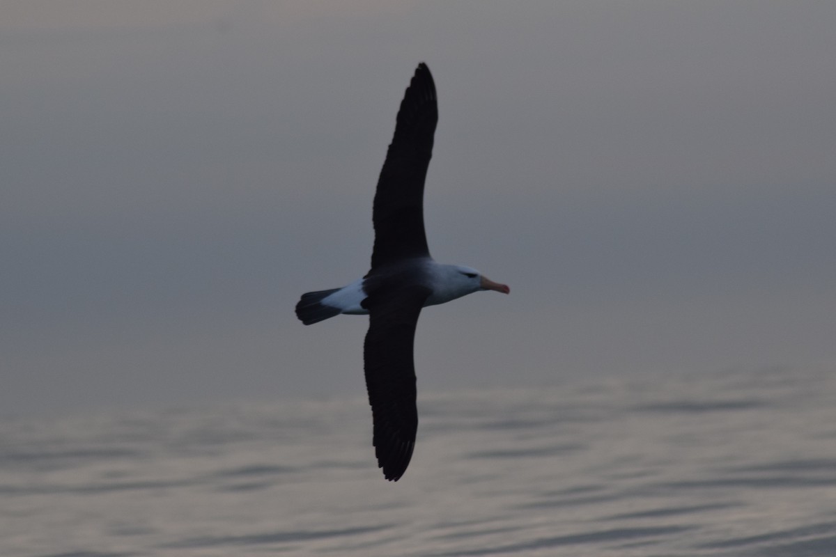Albatros à sourcils noirs - ML609179379