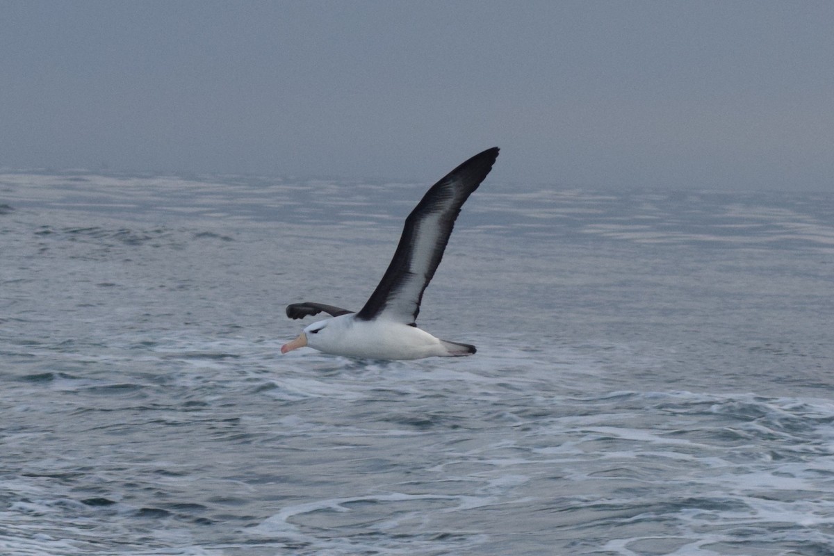 albatros černobrvý - ML609179383