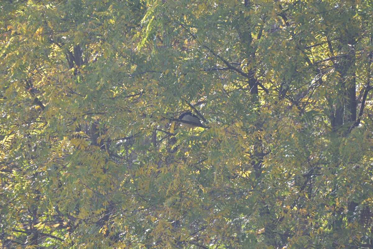 Black-crowned Night Heron - ML609179392
