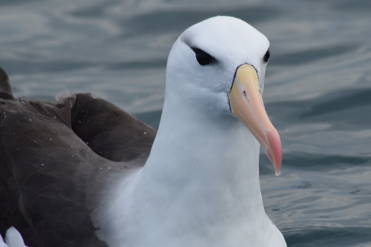 Albatros à sourcils noirs - ML609179394