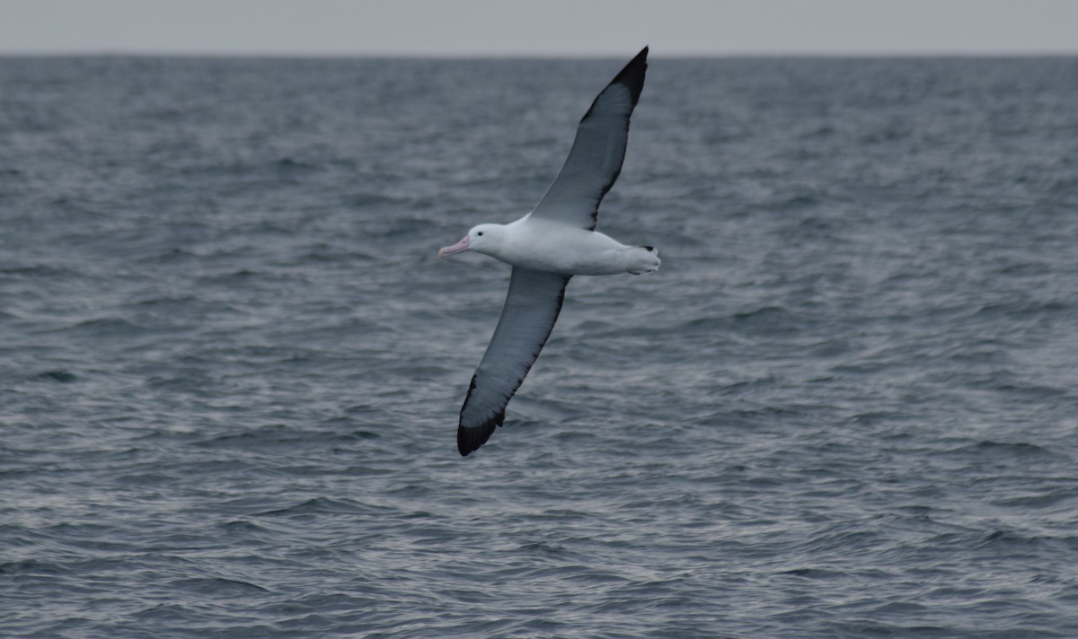 albatros královský - ML609179403