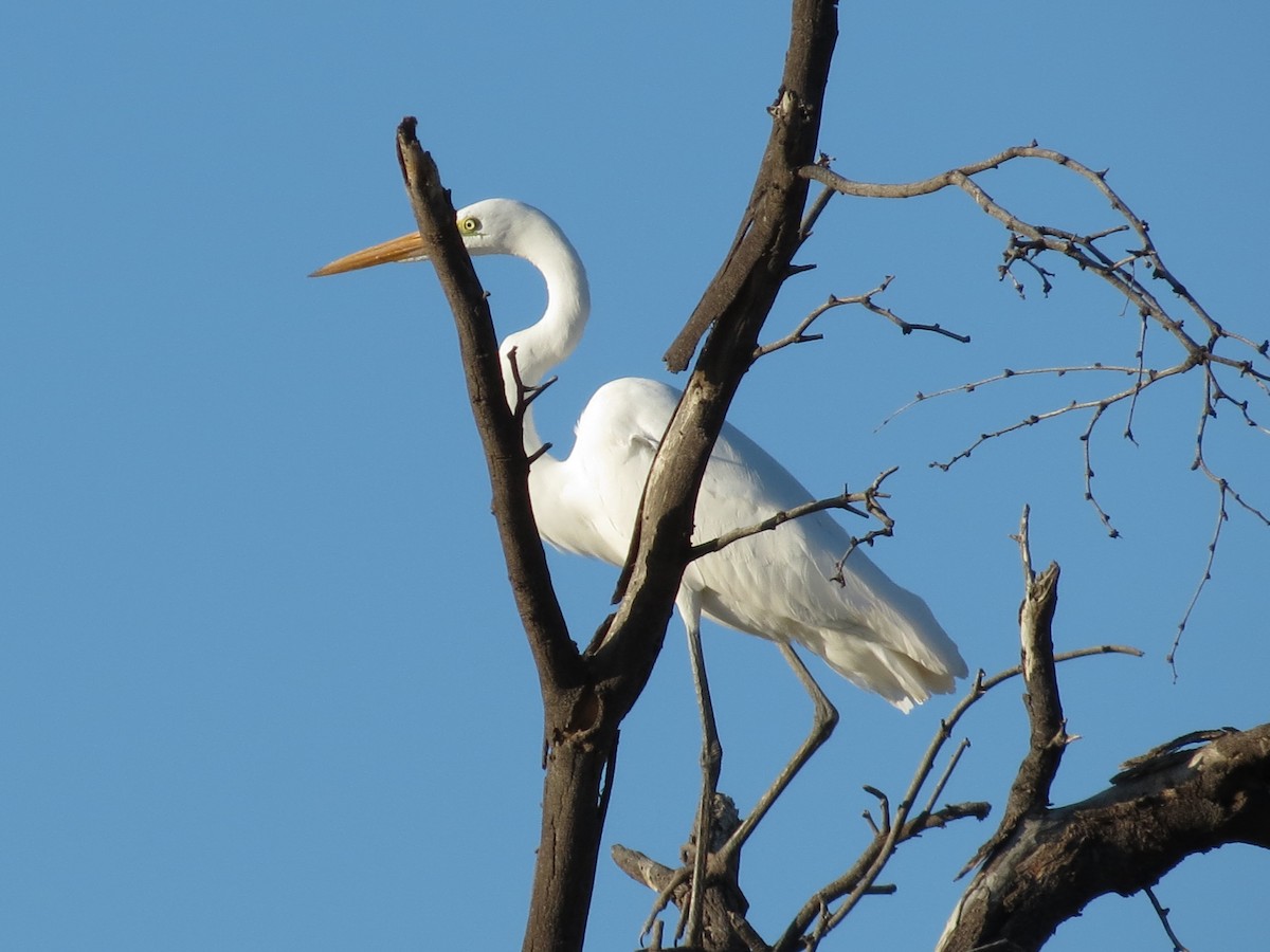 Great Egret - Diana Figueroa Egurrola