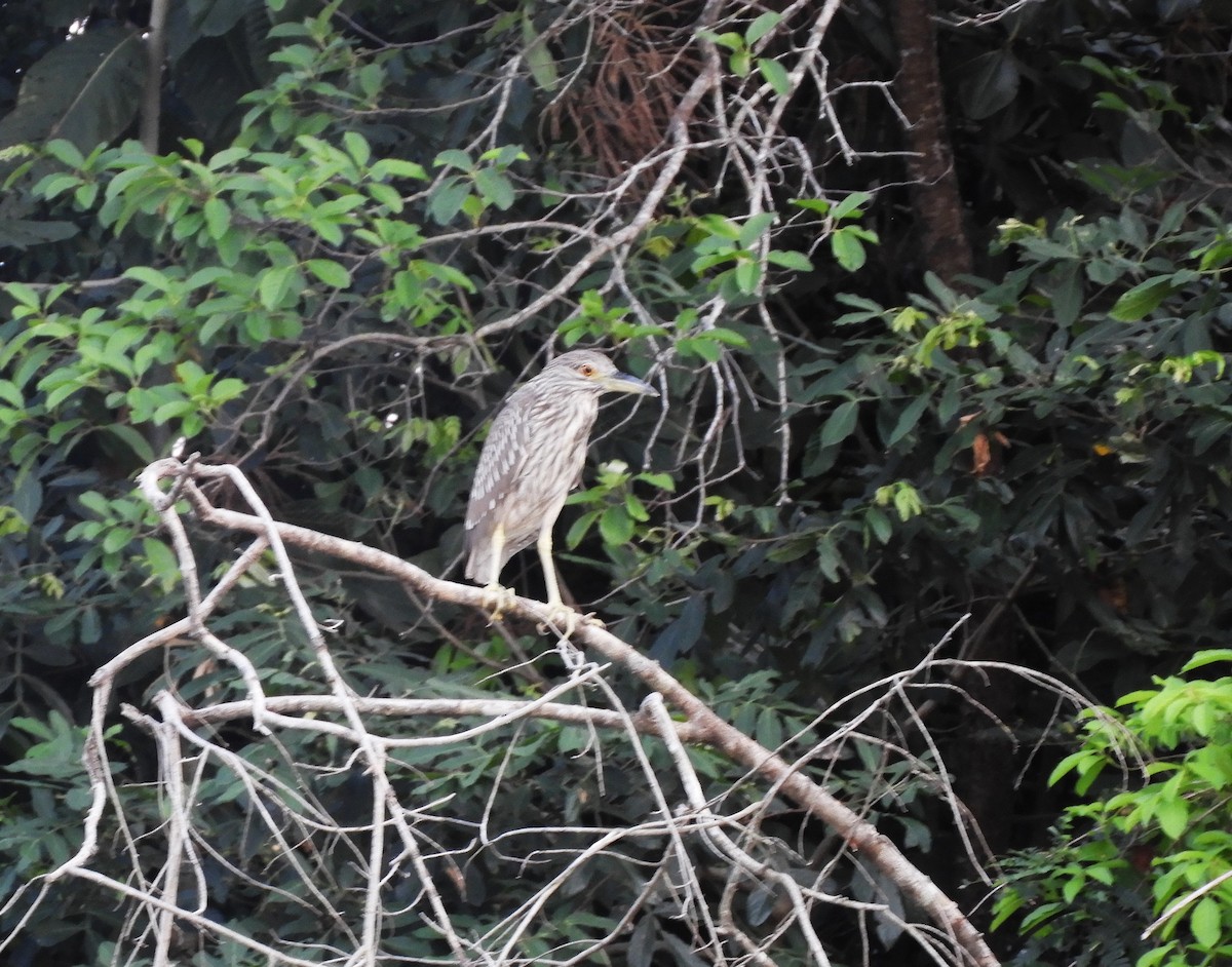 Black-crowned Night Heron - ML609179474