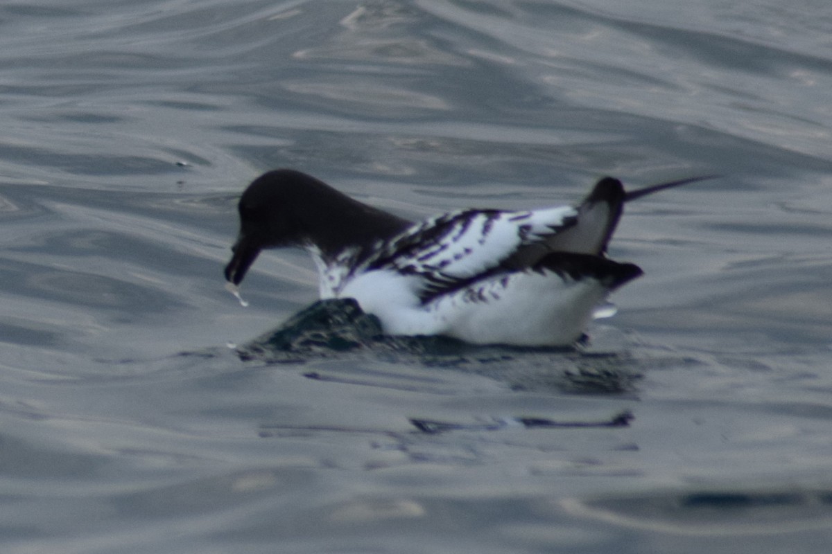 Cape Petrel - ML609179523