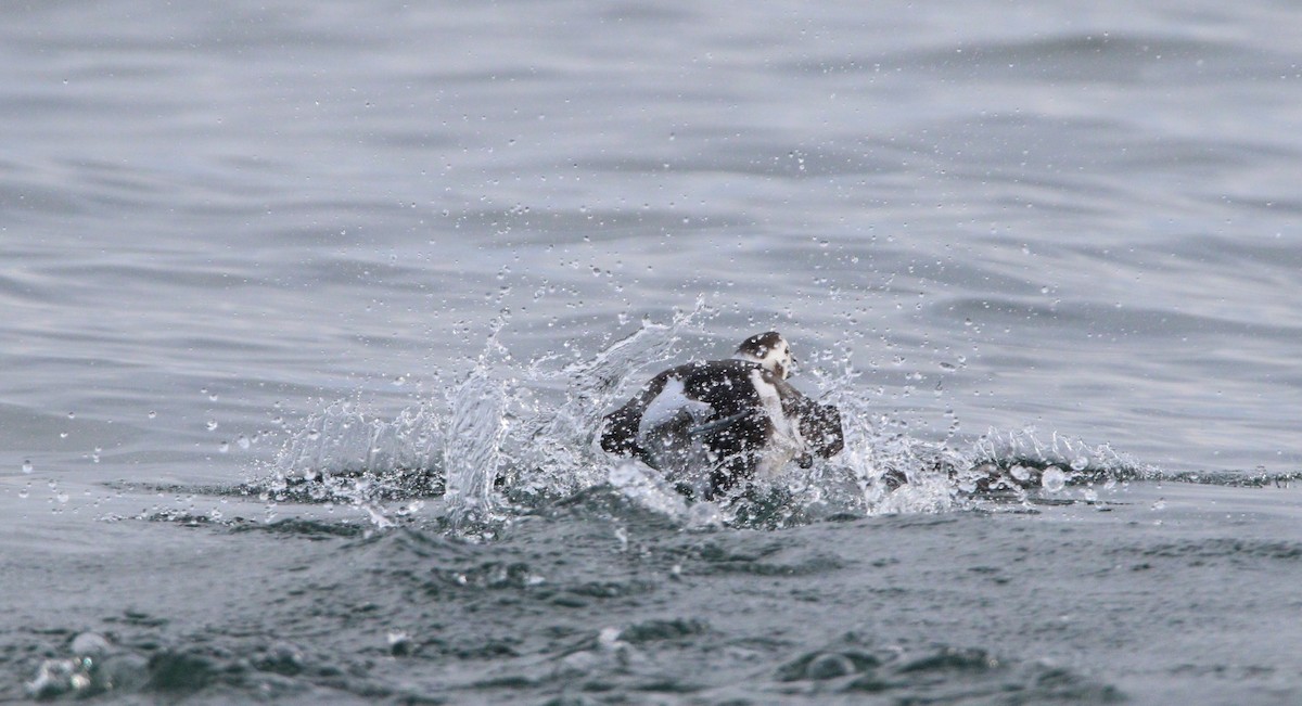 Long-tailed Duck - Liam Ragan