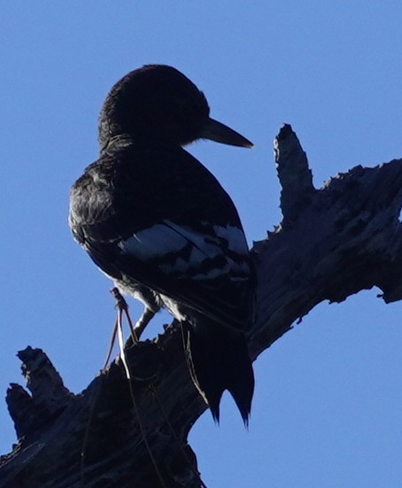 Red-headed Woodpecker - ML609179598