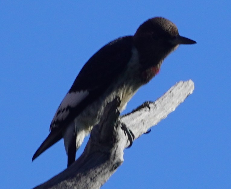 Red-headed Woodpecker - ML609179627