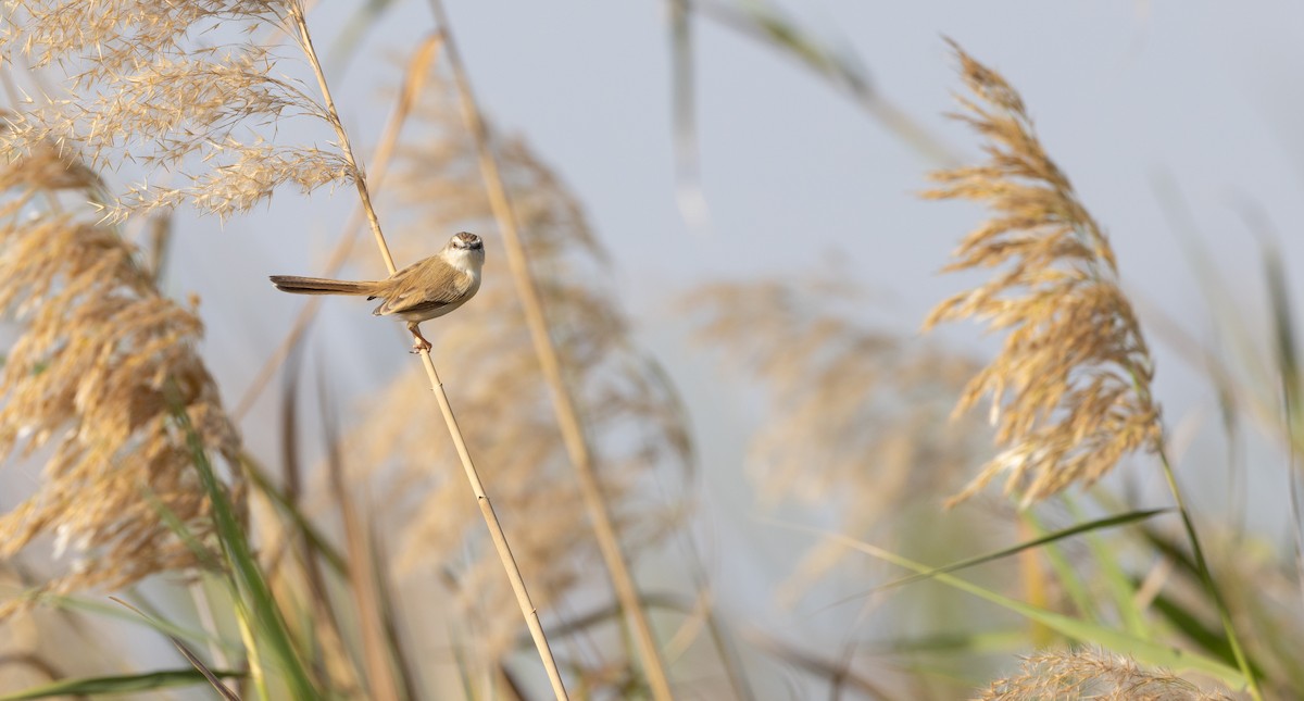 River Prinia - ML609179639