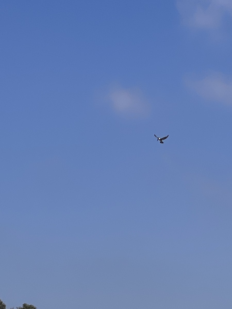 Belted Kingfisher - ML609179664