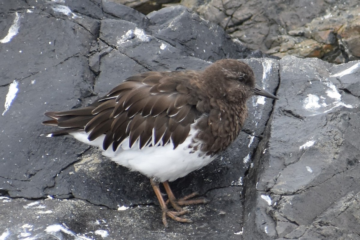 Black Turnstone - ML609179750