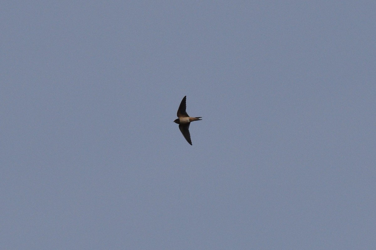 Hirondelle rustique - ML609179755