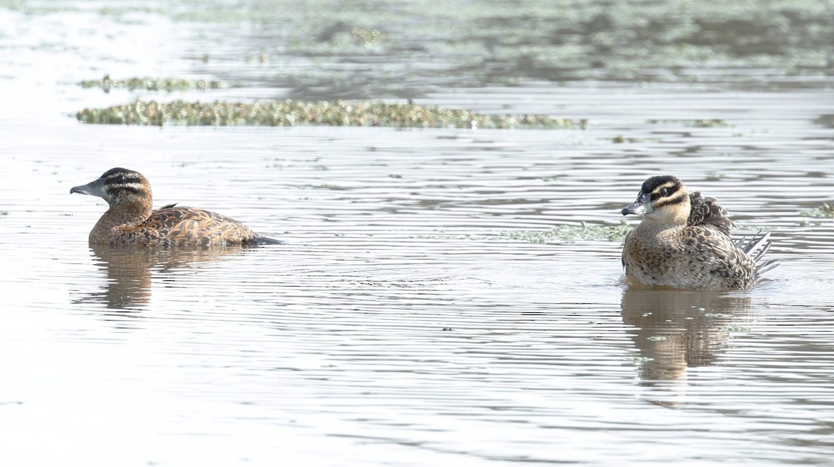 Masked Duck - Christopher Rex Prevett