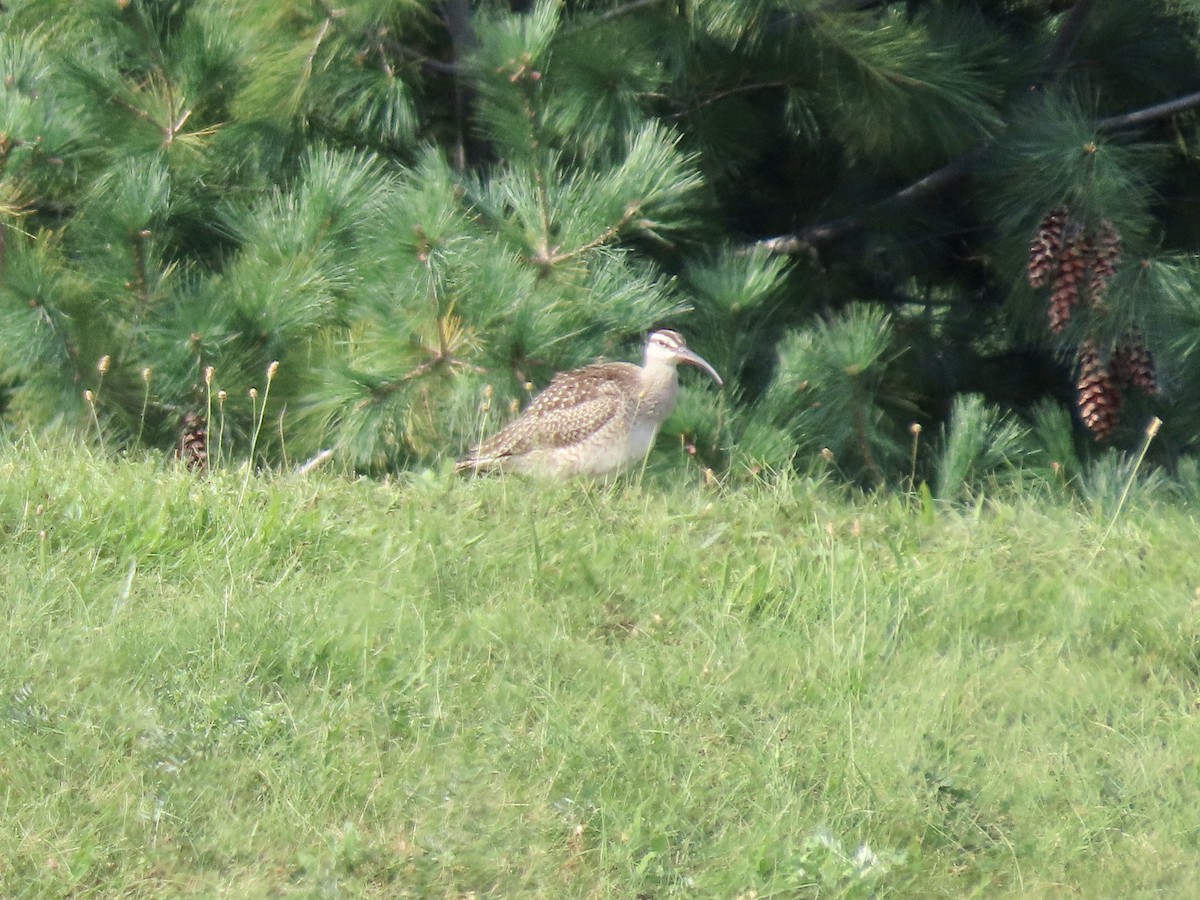 Regenbrachvogel - ML609179807