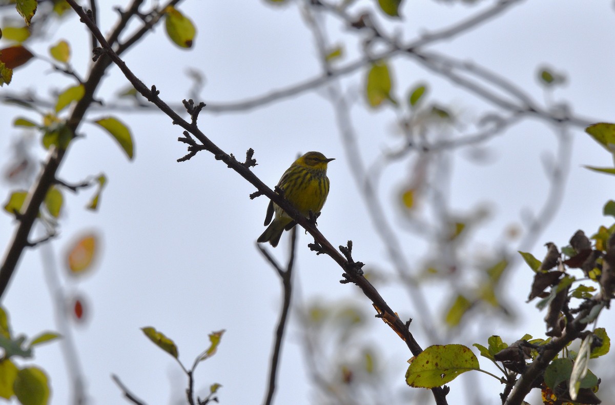 Cape May Warbler - ML609179829
