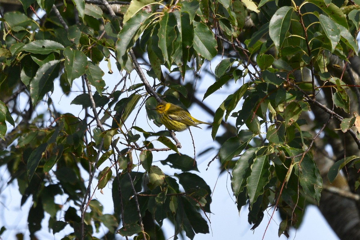 Paruline tigrée - ML609179846