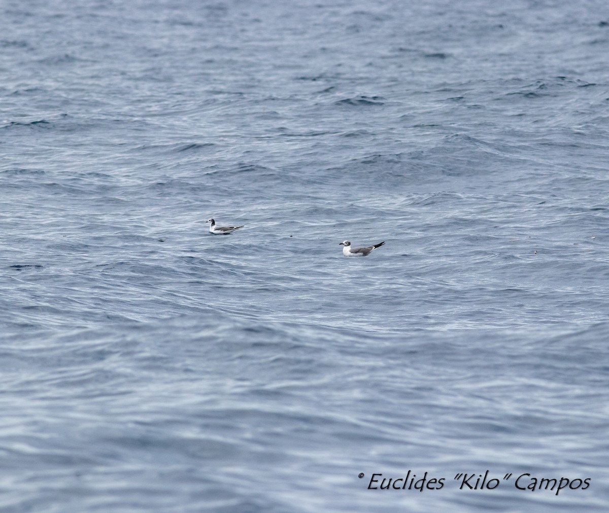 Sabine's Gull - ML609179877