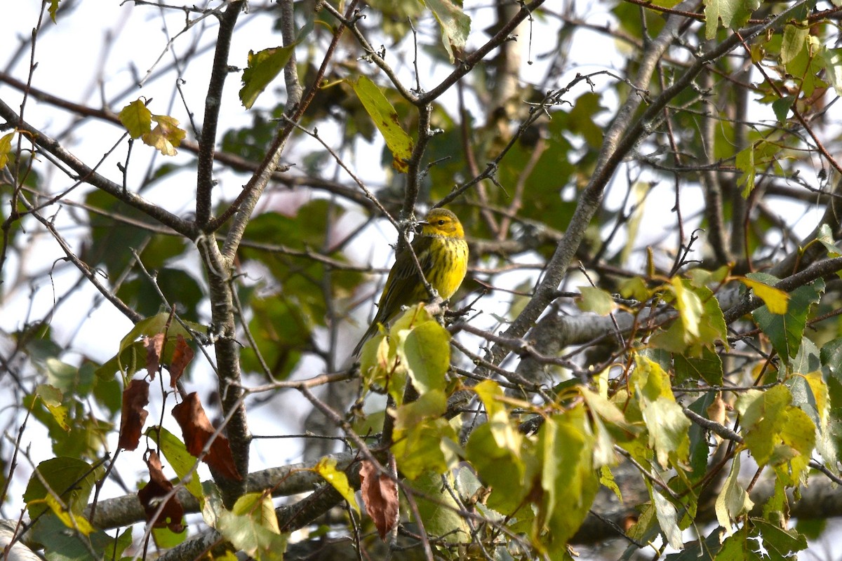 Cape May Warbler - ML609179903