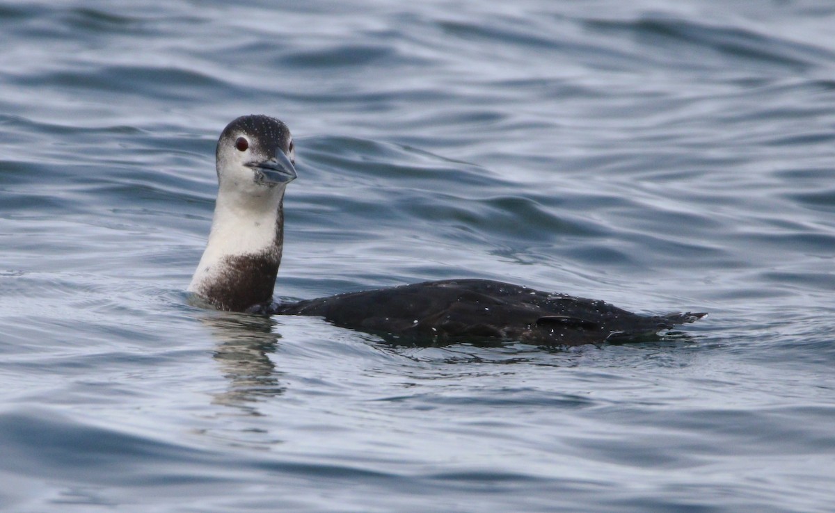 Common Loon - Liam Ragan