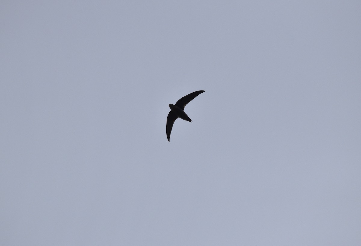 Chimney Swift - ML609179982