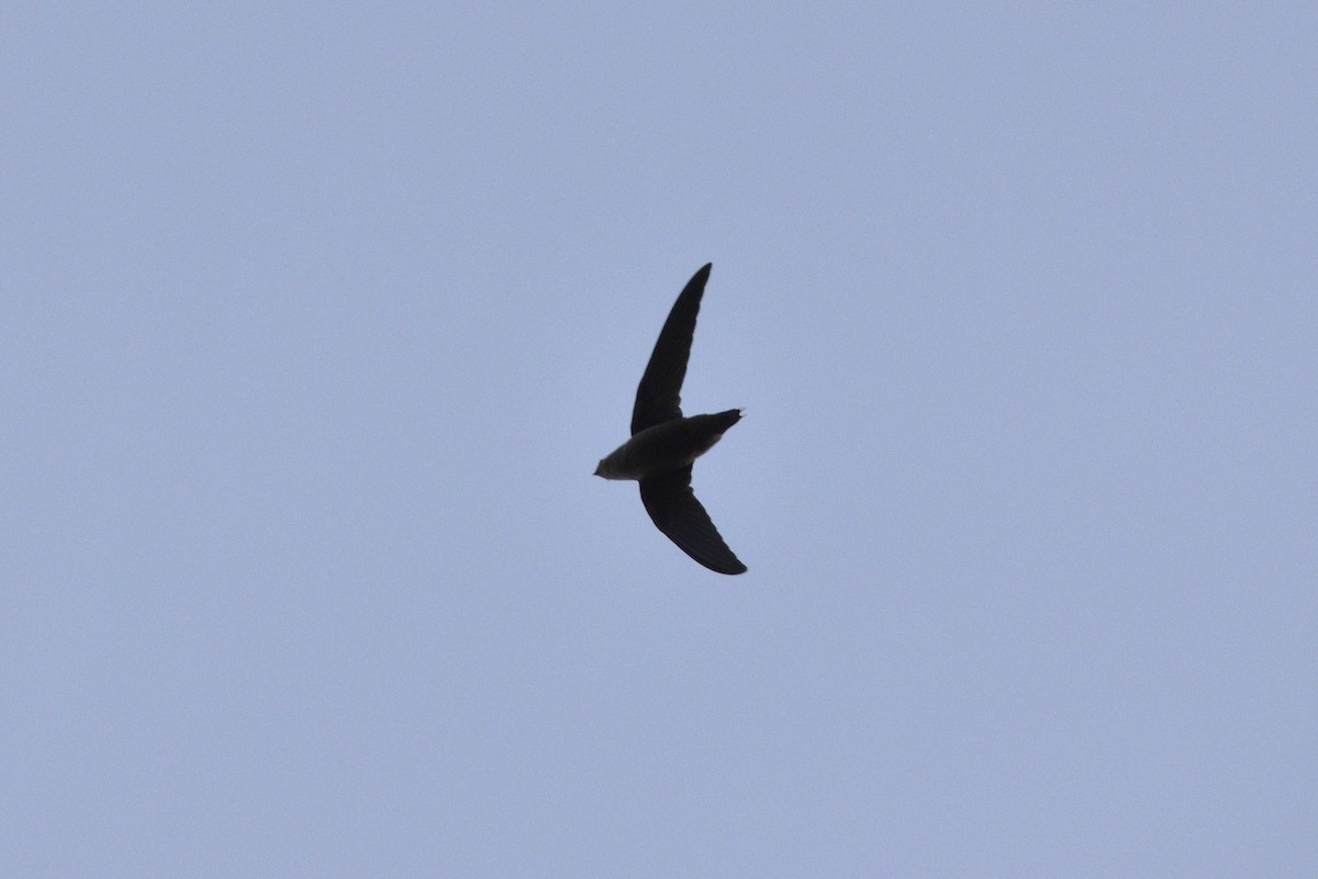 Chimney Swift - Devin Johnstone