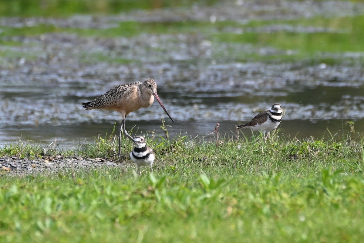 Marbled Godwit - Henry Trombley