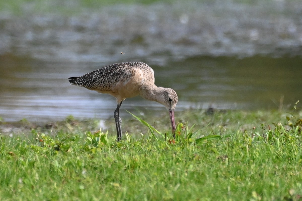 Marbled Godwit - Henry Trombley