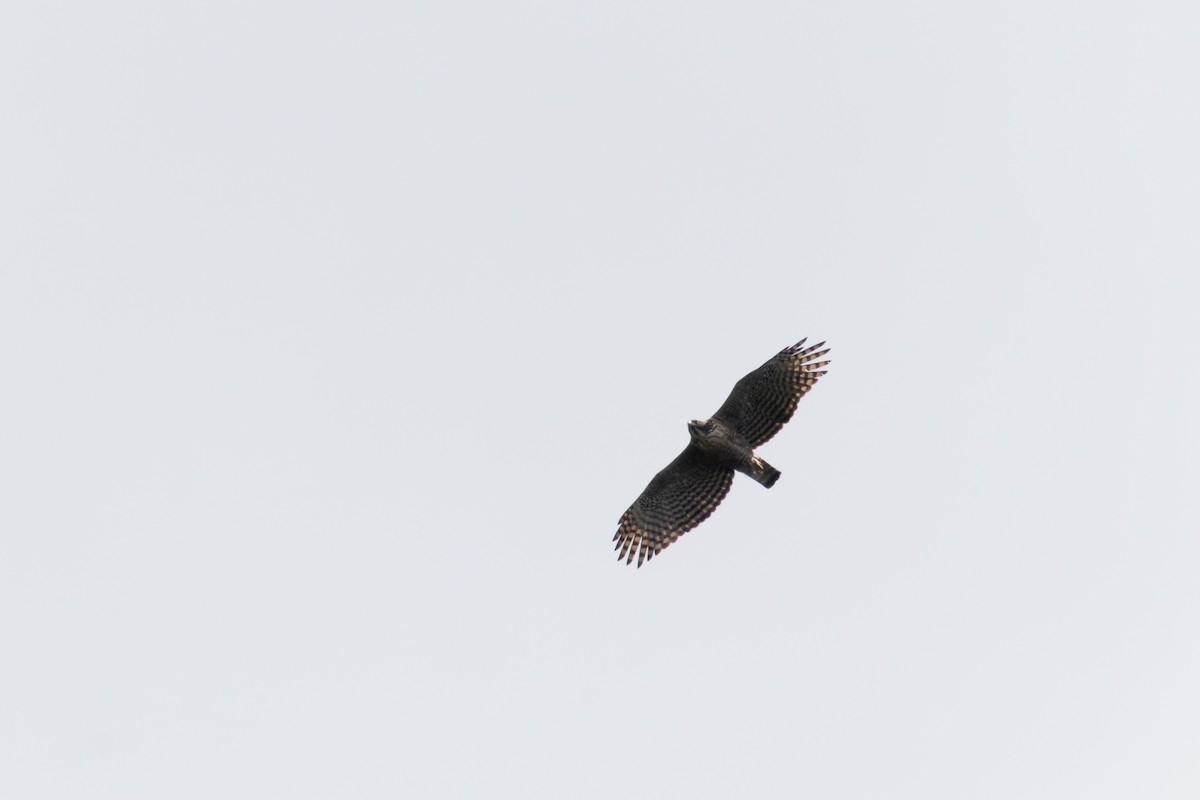 Mountain Hawk-Eagle - Hiroshi Nakamura