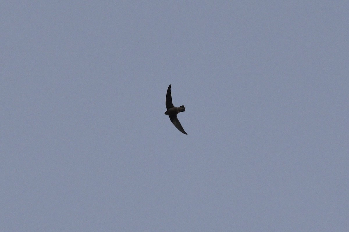 Chimney Swift - Devin Johnstone