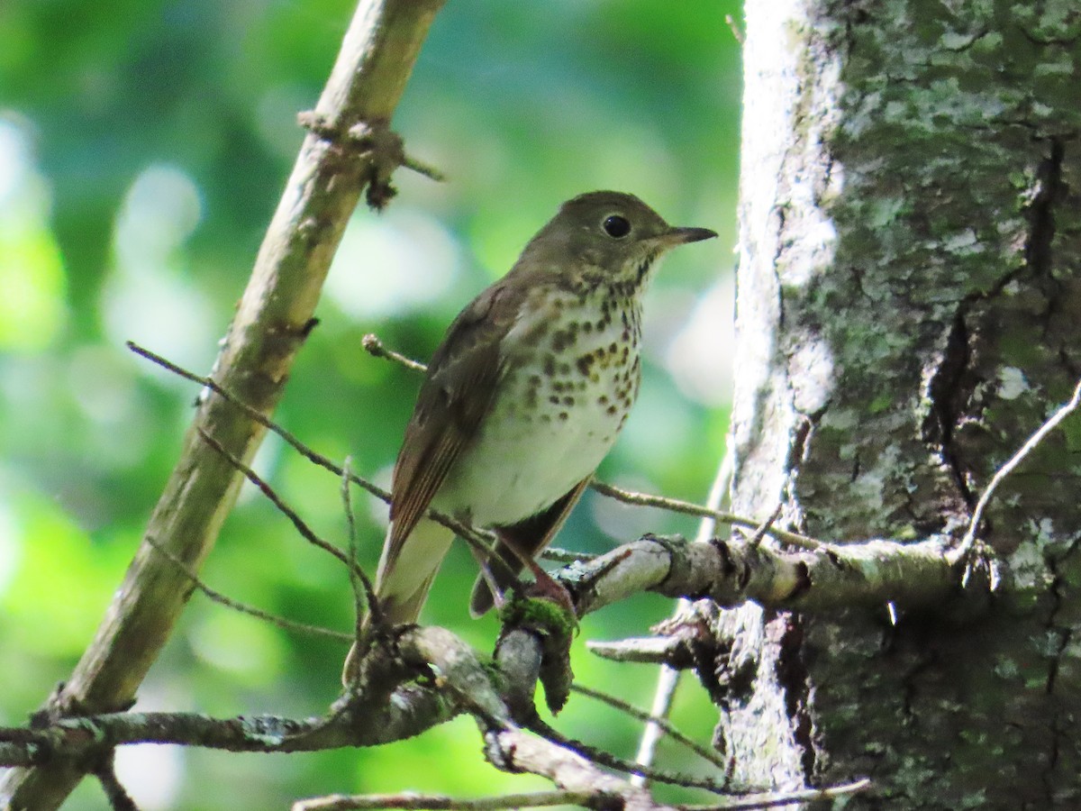 Hermit Thrush - ML609180118