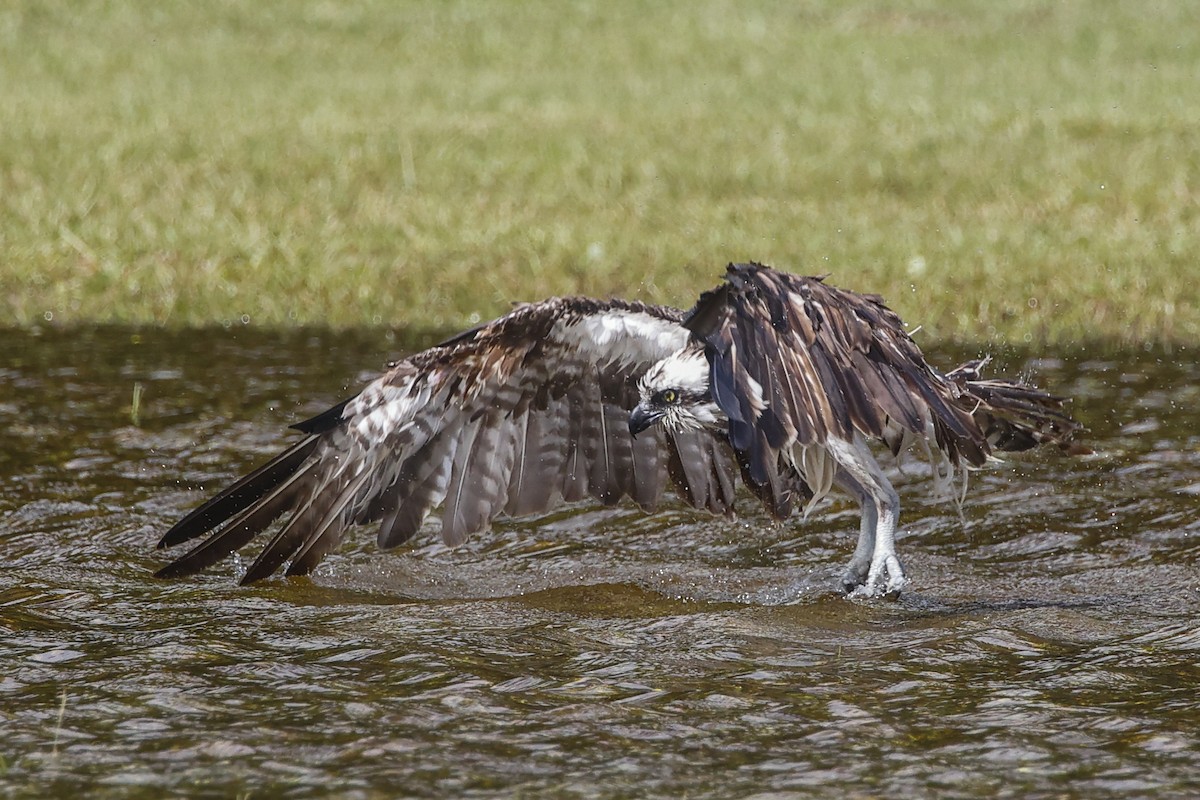 Osprey - ML609180232