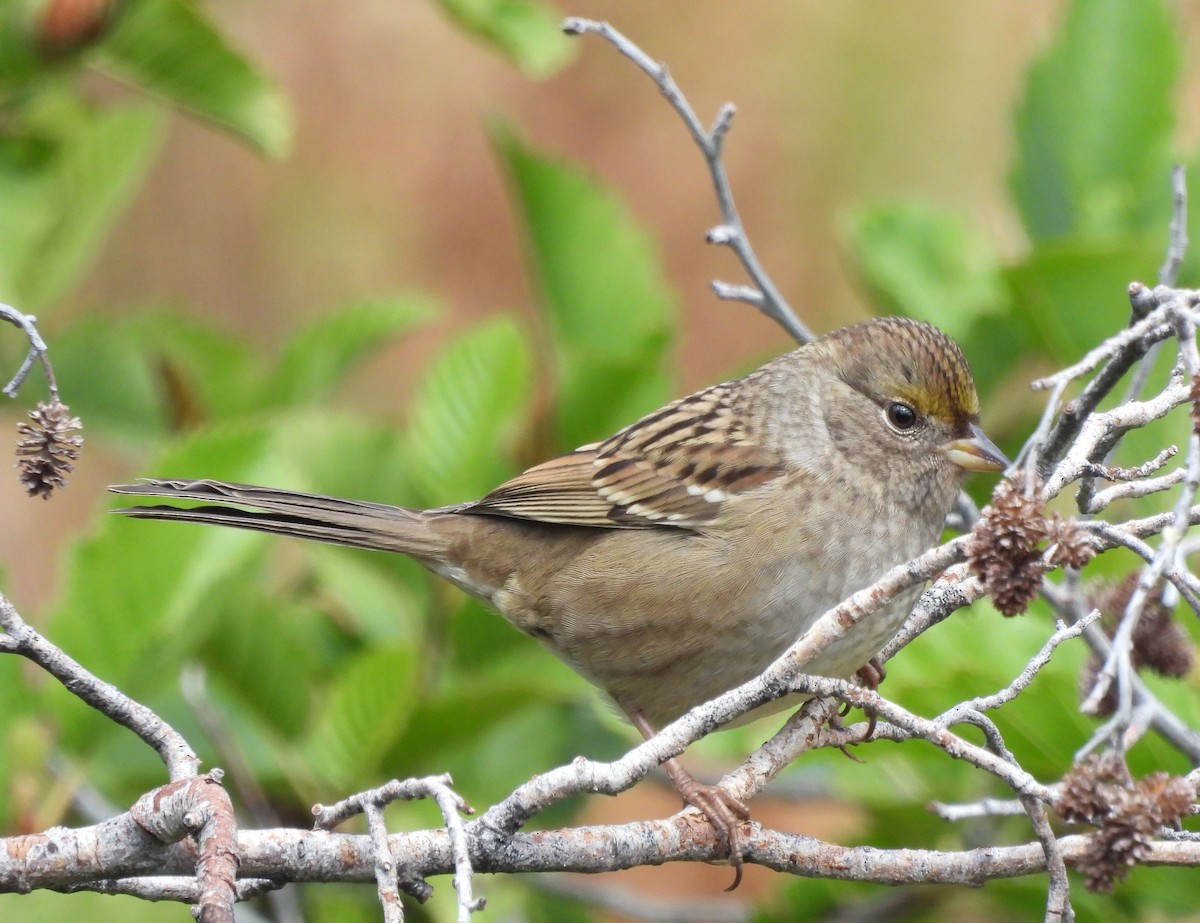 Golden-crowned Sparrow - ML609180264