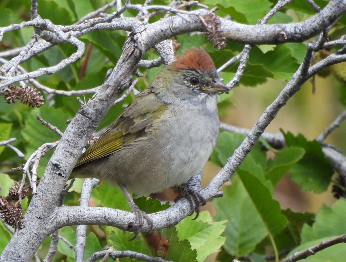 Green-tailed Towhee - ML609180269