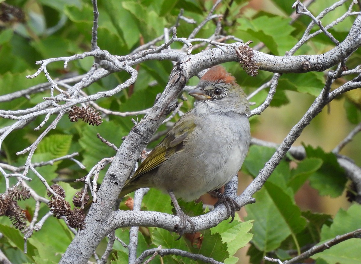 Green-tailed Towhee - ML609180270