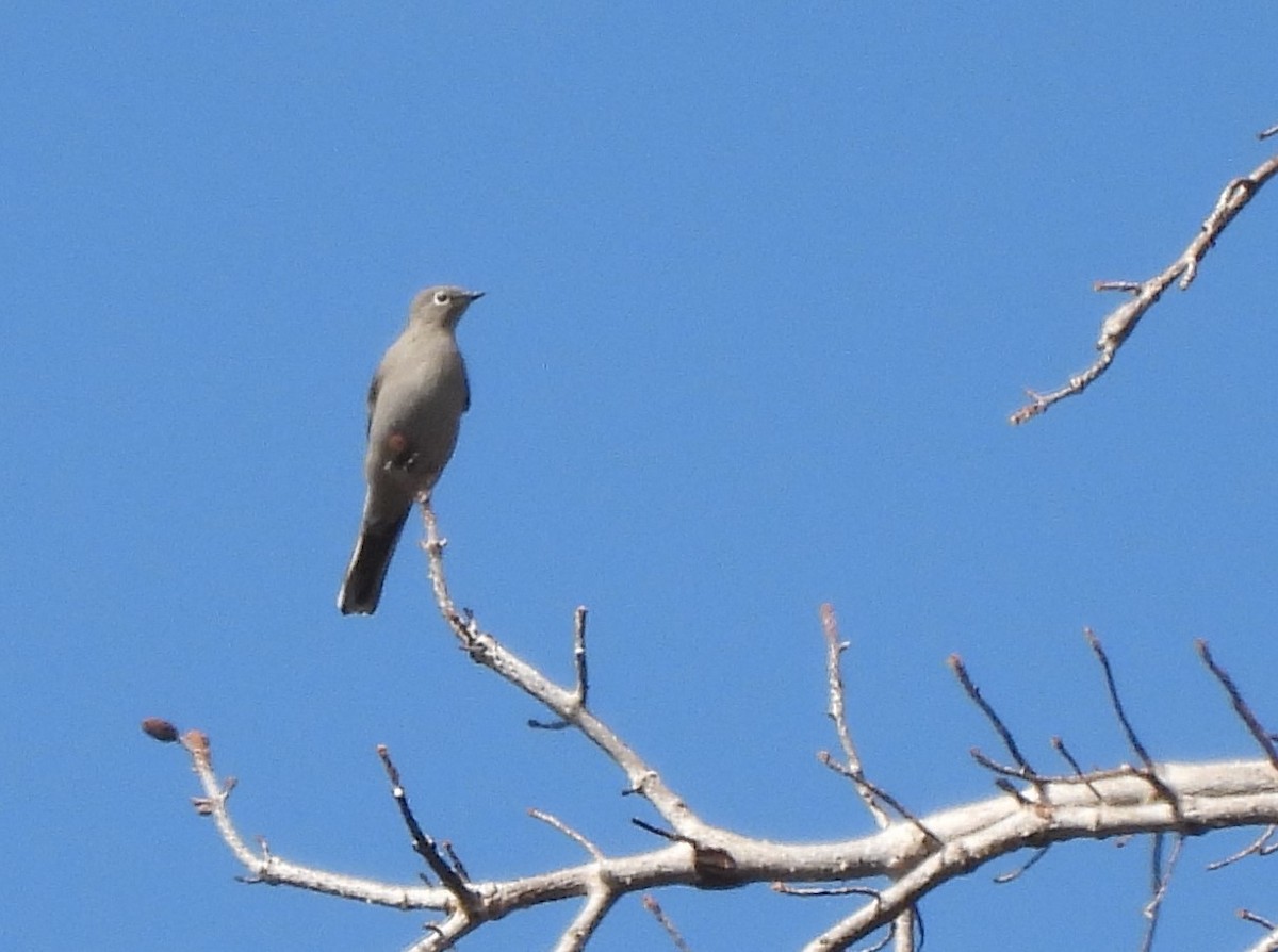 Townsend's Solitaire - ML609180293