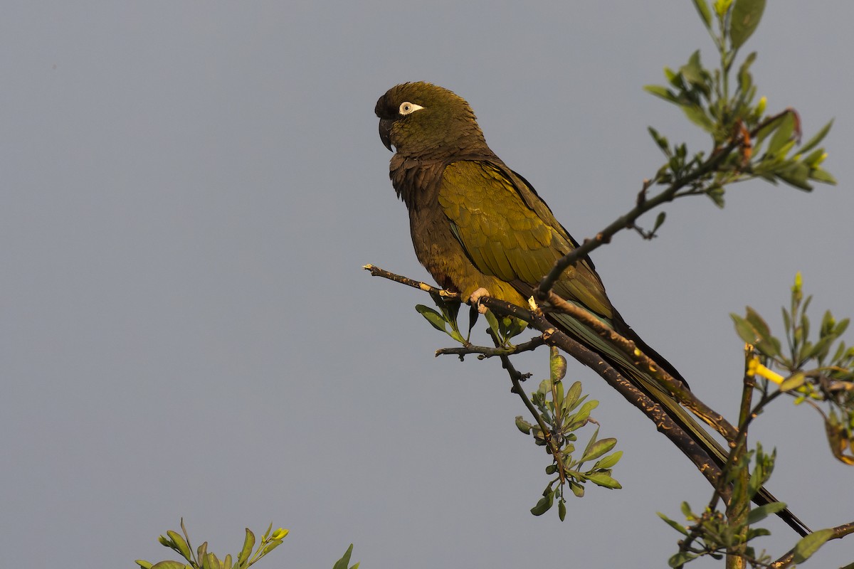 Patagonya Papağanı - ML609180301